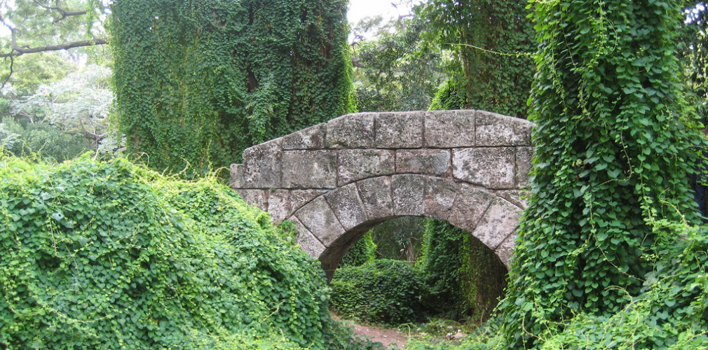 bosque de la habana